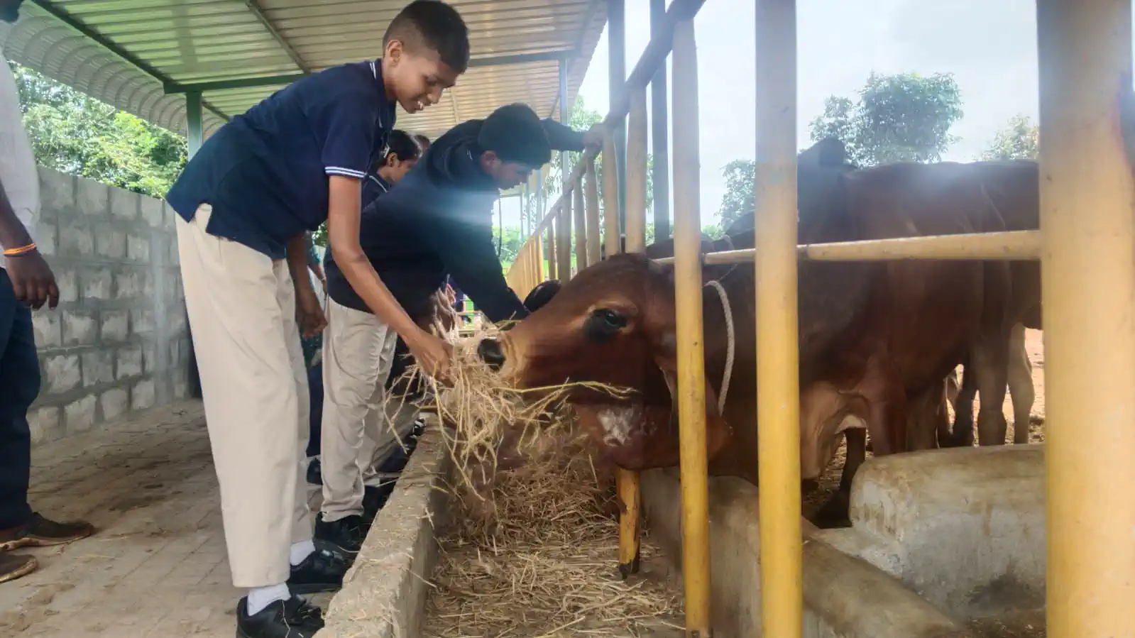 Takshashila School students feeding a cow during a field visit